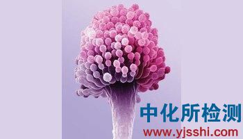 黄曲霉毒素m1检测